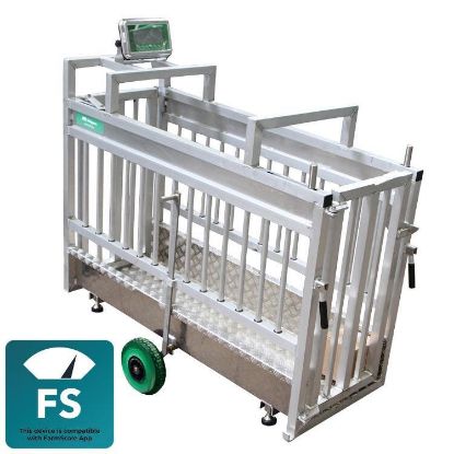 Obrazek Waga MS EasyScale + bluetooth, 300 kg